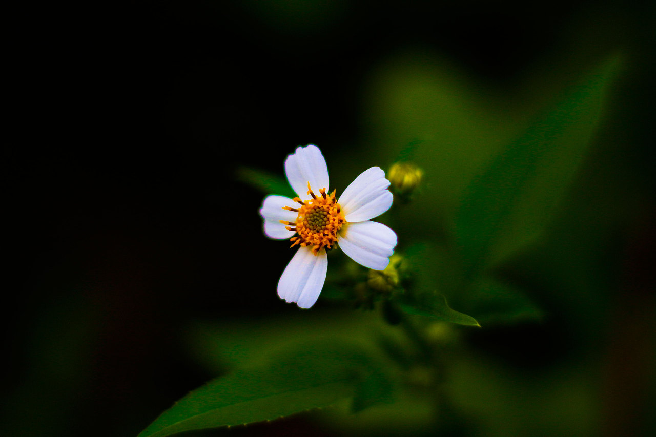 周日去拍摄的小花