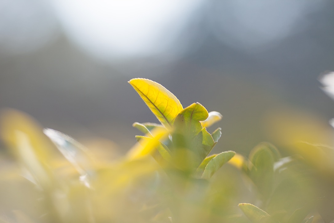 四寒茶舍龙井茶包装