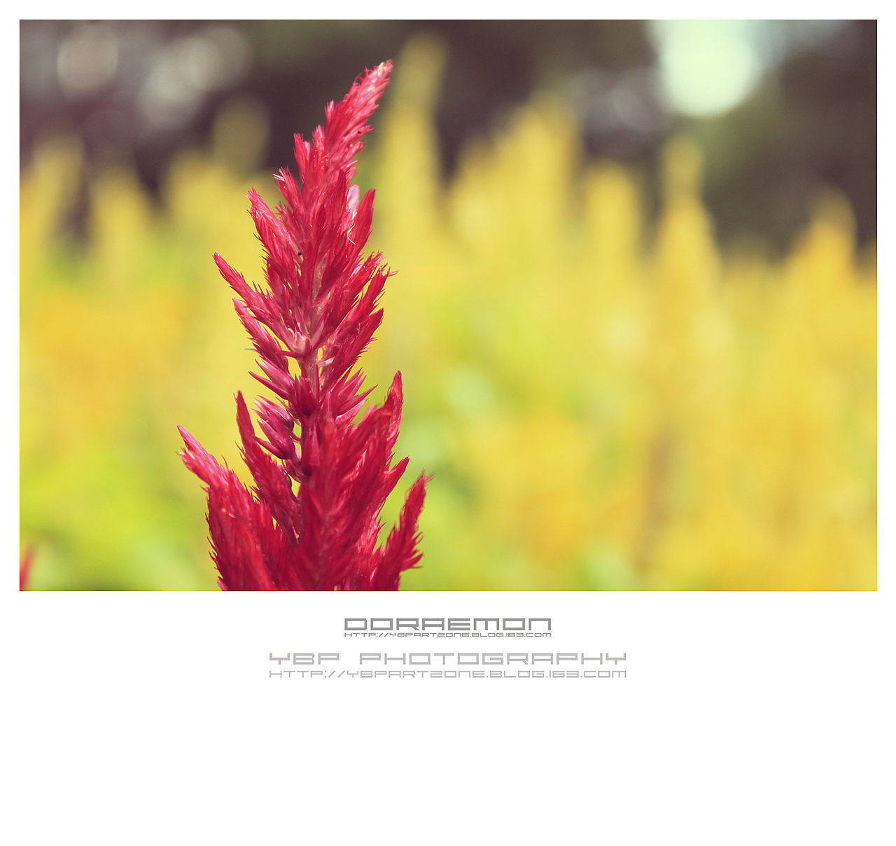 【YBP】随记の西关