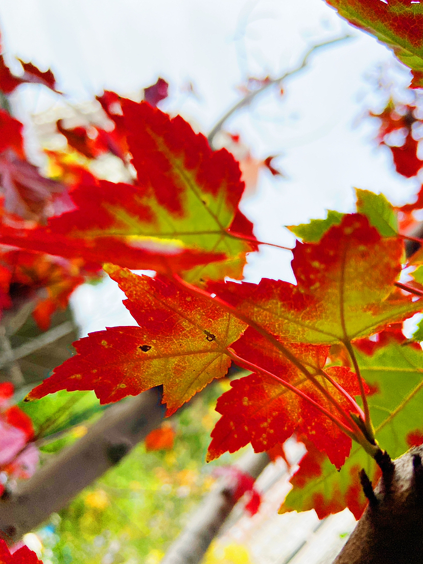 染秋#刘勇良手机纪实摄影