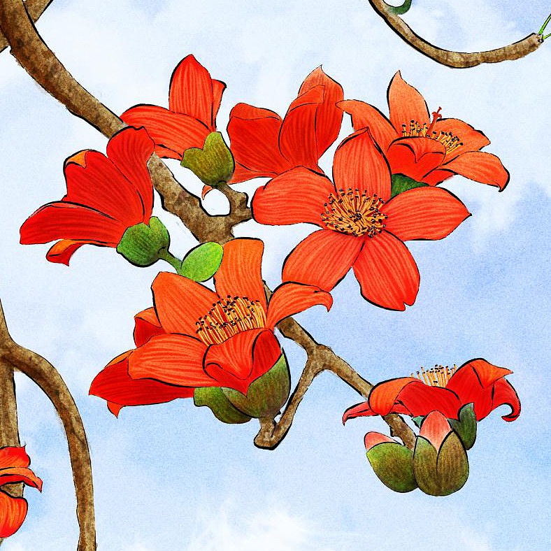 木棉花|插画|商业插画|oaim_原创作品-站酷zcool
