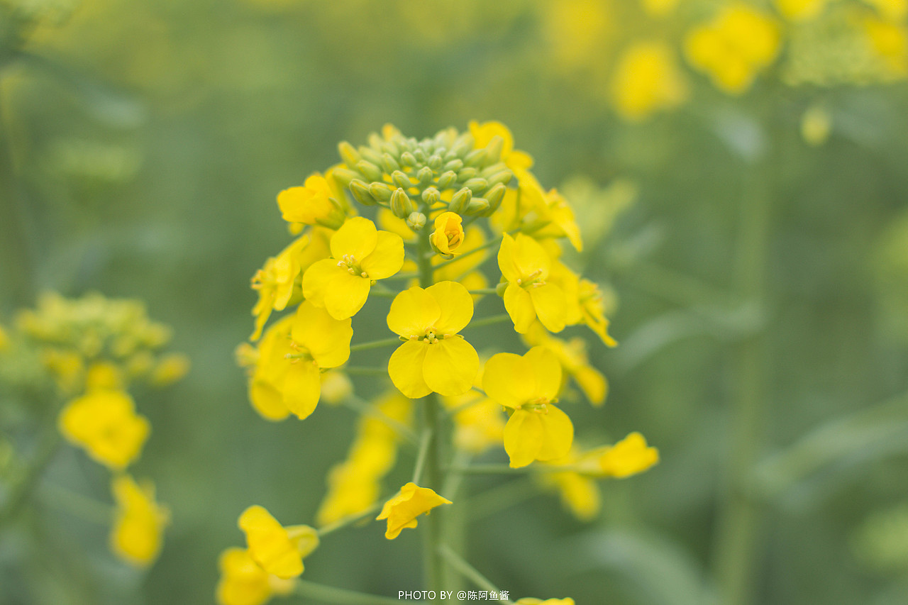 「油菜花田」（图ZNjA3NDAyMjQ=） - 人像摄影 - 站酷设计师陈阿鱼原创素材 - 站酷ZCOOL