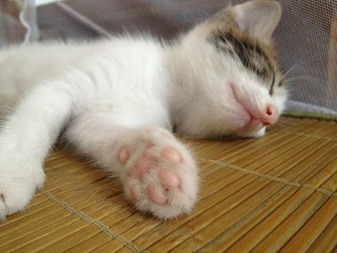 记录下小呆猫的成长~（图ZMTI0ODA2NTI=） - 宠物摄影 - 站酷设计师诶呀原创素材 - 站酷ZCOOL