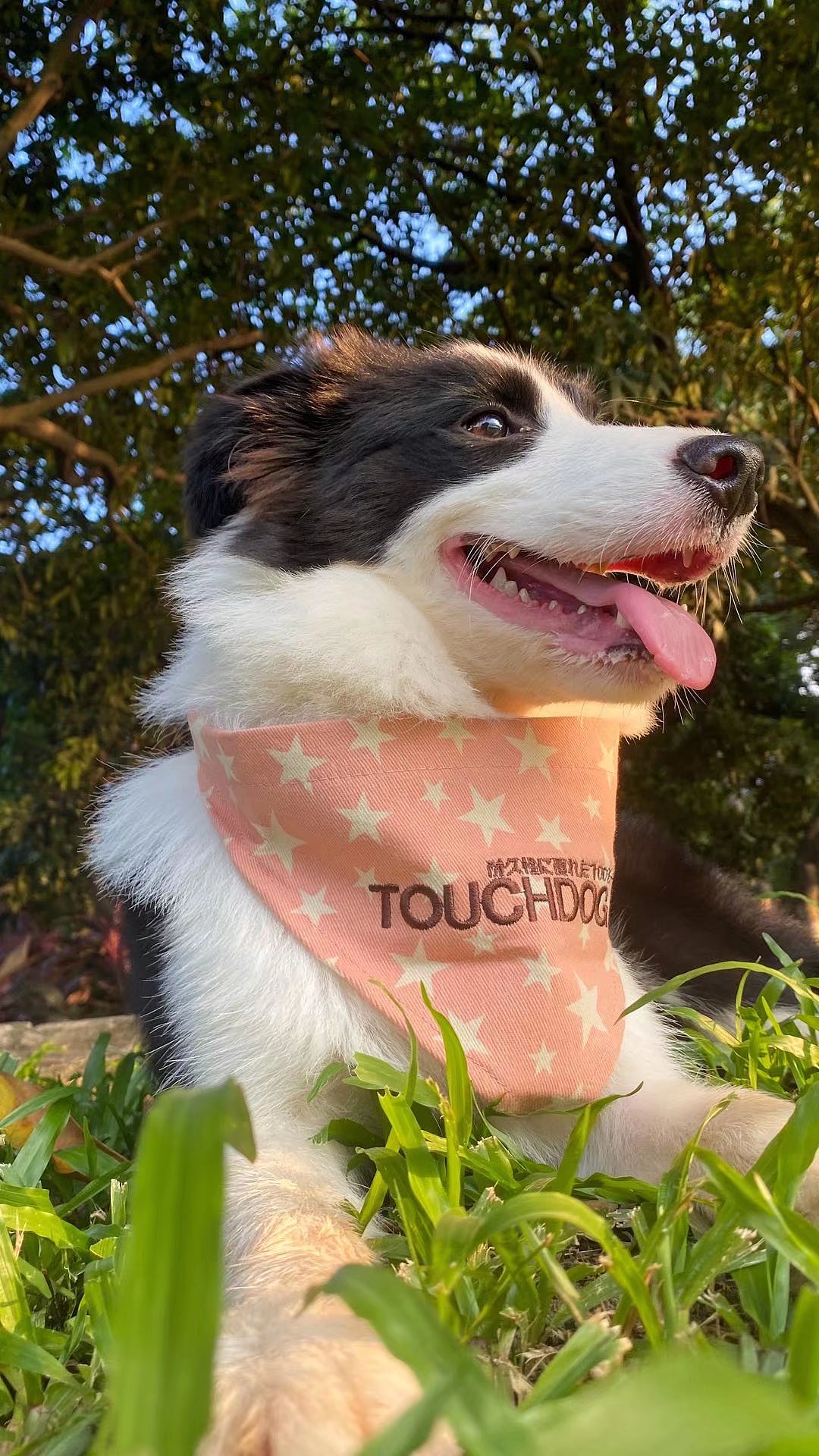 宠物拍摄（图ZMjkxMjg2MzY0） - 宠物摄影 - 站酷设计师suoxiakuon原创素材 - 站酷ZCOOL