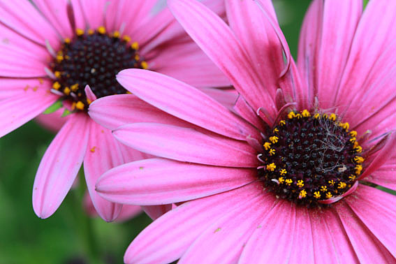 【摄影】那些它－猫－蝶－花（图ZNTkwNDgxNg==） - 风光摄影 - 站酷设计师naza原创素材 - 站酷ZCOOL