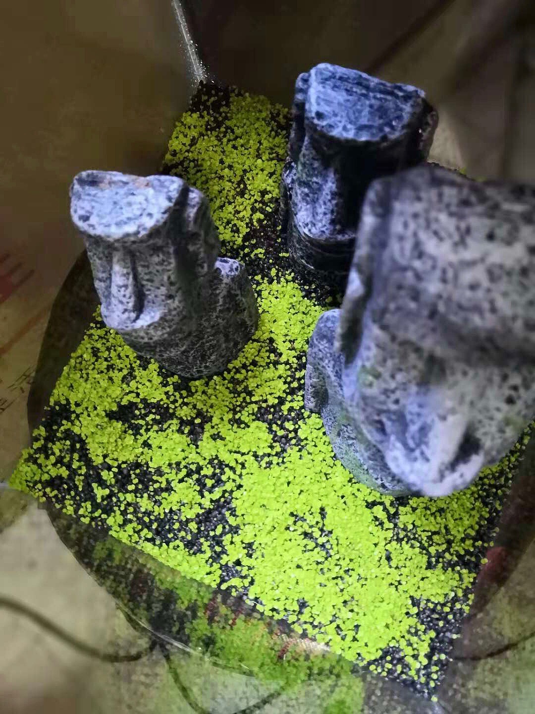 复活节岛孤独的守望者-草缸培育