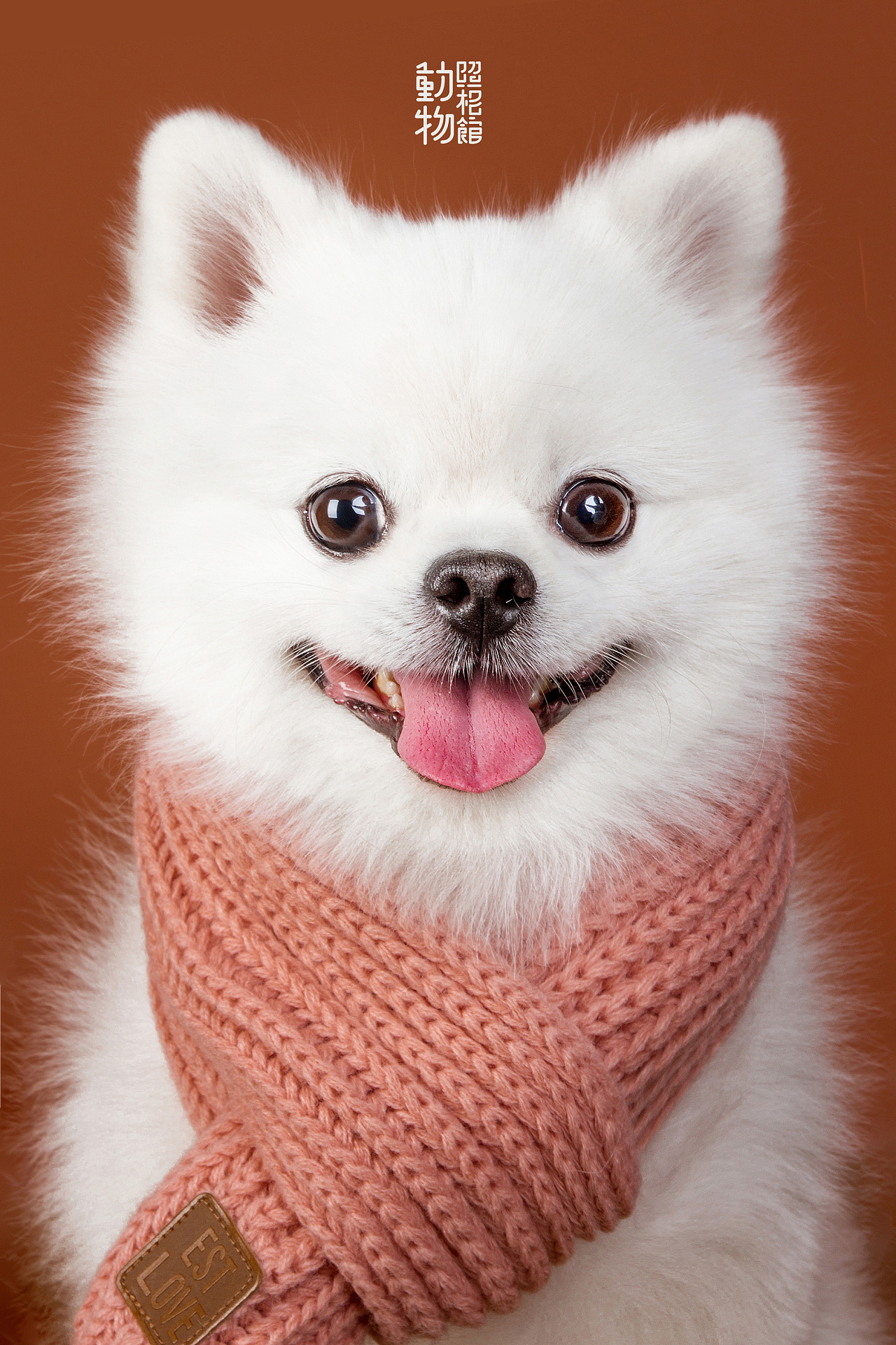 【动物照相馆】博美|摄影|宠物摄影|温文尔雅gj - 原创作品 - 站酷 (z