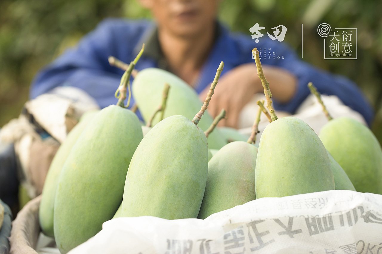 攀枝花的芒果熟了（图ZMTIzNTkxMDcy） - 产品摄影 - 站酷设计师天衍创意原创素材 - 站酷ZCOOL