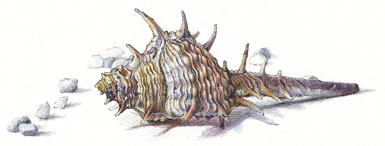 2012~2013彩铅画磨笔小品汇总(图ZMzQwNTcwNTI=) - 绘画 - 站酷设计师超超的青葱原创素材 - 站酷ZCOOL