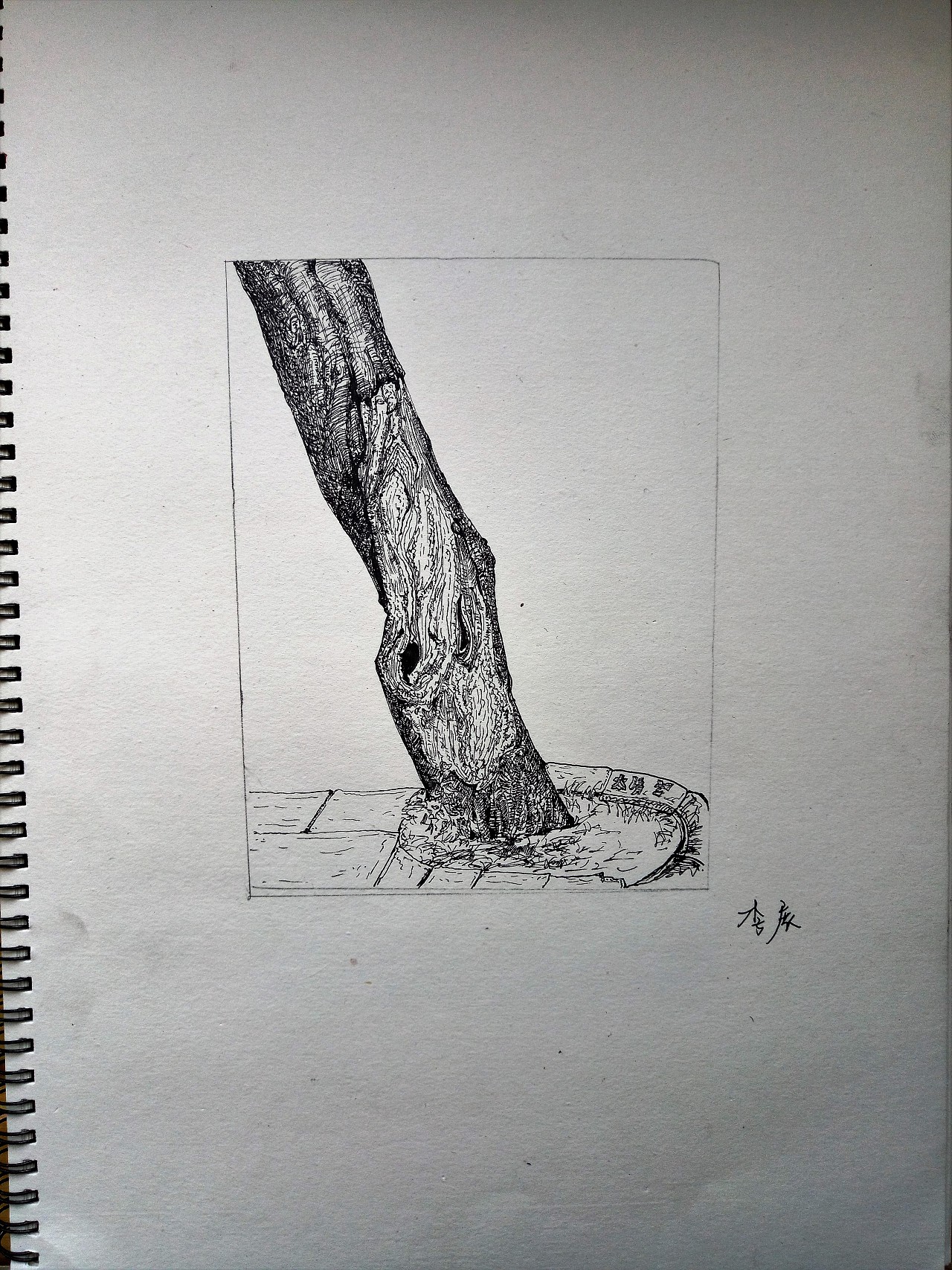 树干素描白描画图片