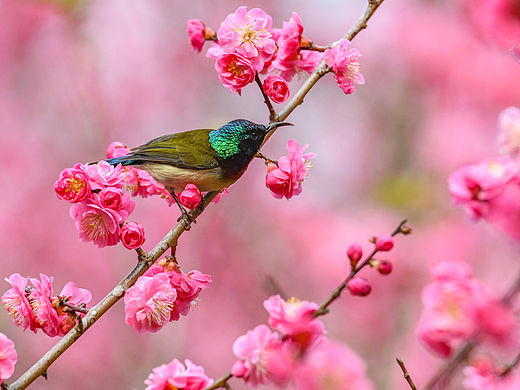 春暖花开