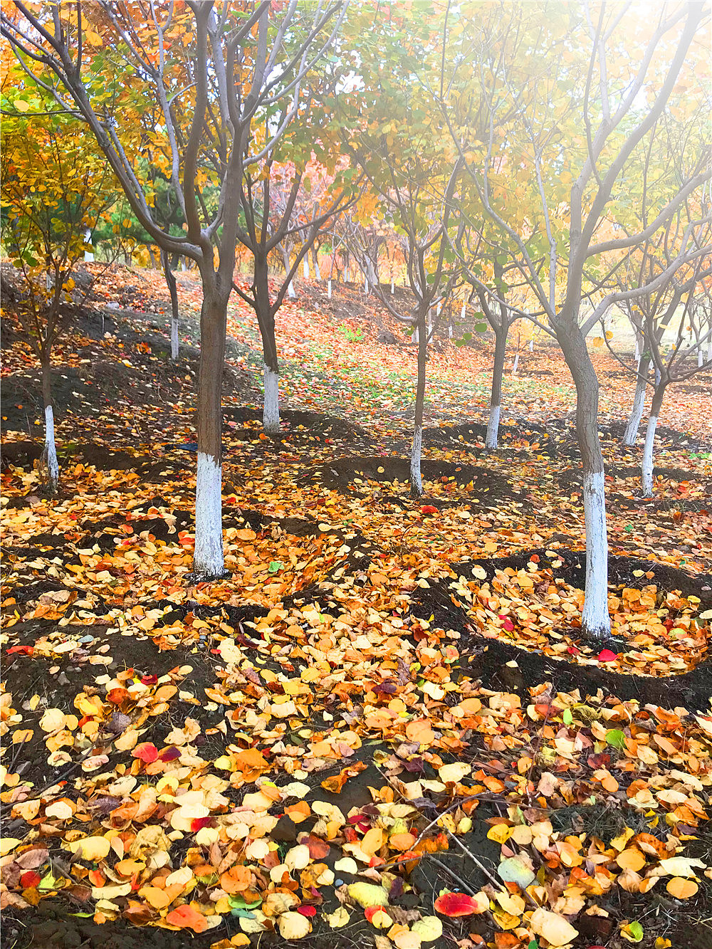 刘勇良手机纪实摄影:落叶归根