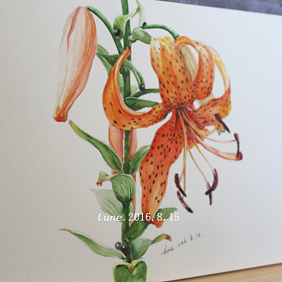 那些花花草草的过程