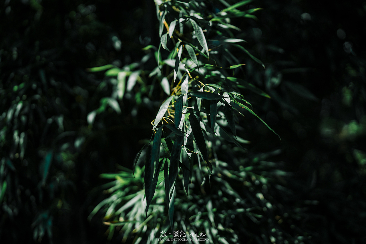 旅·图记[壹]苏州沧浪亭、可园、网师园