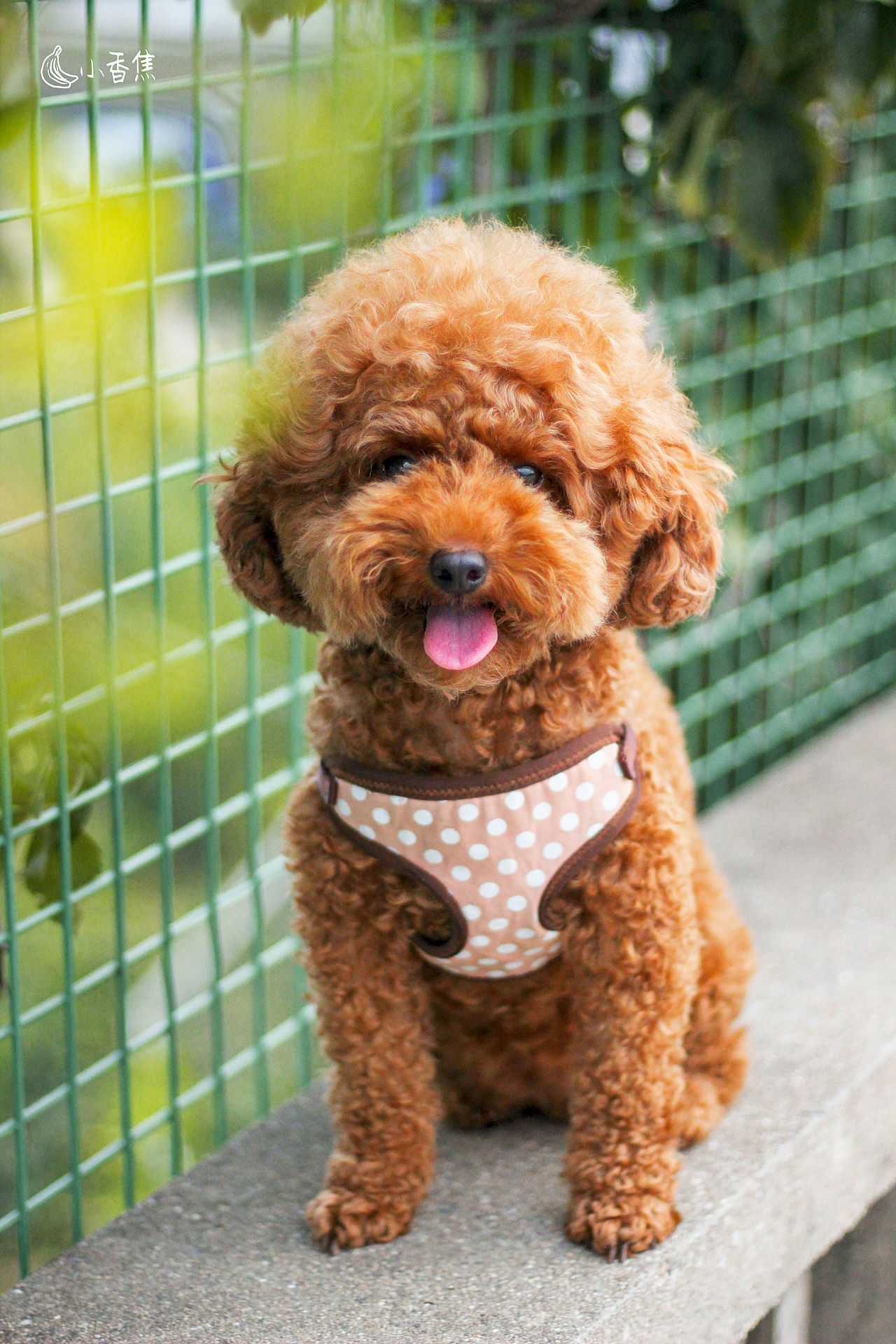 宠物摄影（图ZMjQwOTEzMDQ4） - 宠物摄影 - 站酷设计师焦喜庆原创素材 - 站酷ZCOOL