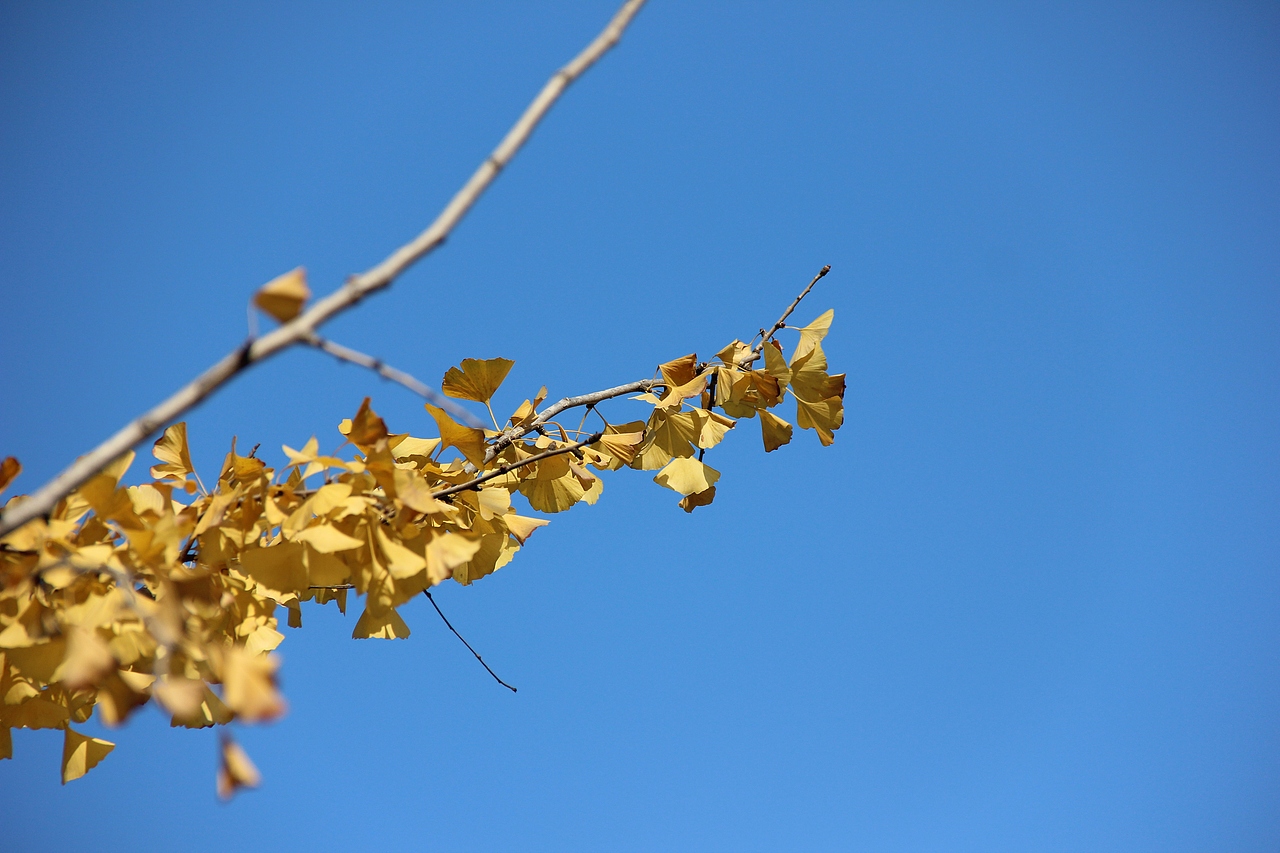 一树金黄（图ZNzMzMTAwNTY=） - 风光摄影 - 站酷设计师渣渣君JJ原创素材 - 站酷ZCOOL