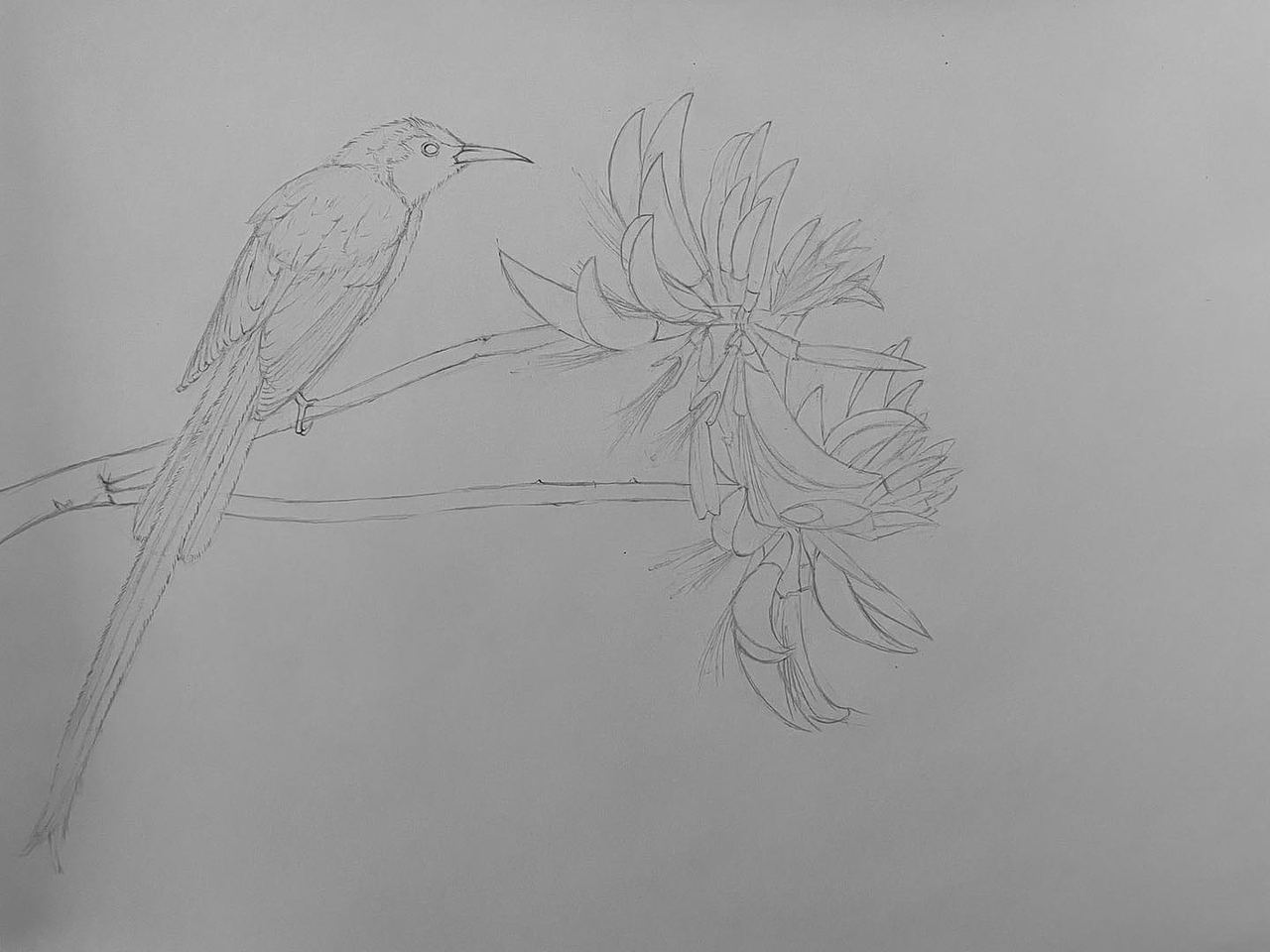 火尾太阳鸟&刺桐花