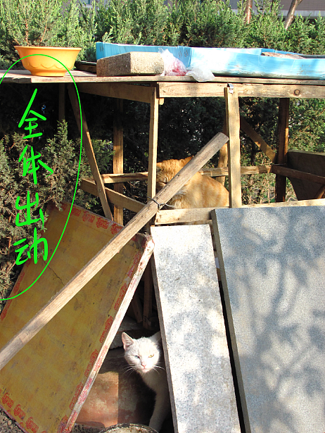 我结交了一群新朋友（图ZMjc2MjE3MzI=） - 文案/策划 - 站酷设计师画师x如也原创素材 - 站酷ZCOOL