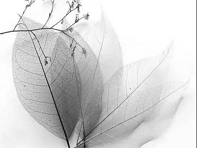 真沒想到這東西可以把人像做上去（個人主頁-ZNzY4MDg4） - 多領域 - 站酷設計師做葉雕的鱷魚原創(chuàng)素材 - 站酷ZCOOL