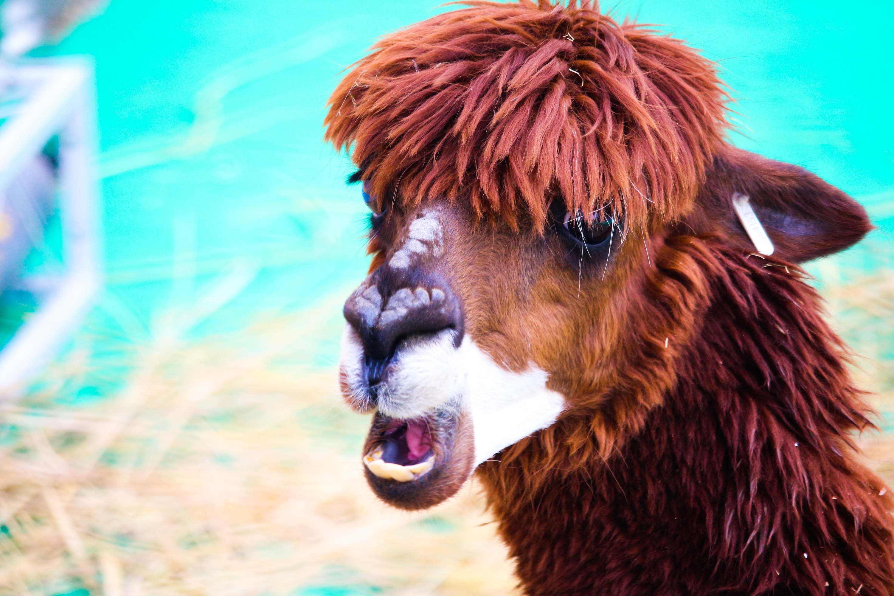 哈喽,我是羊驼小王子