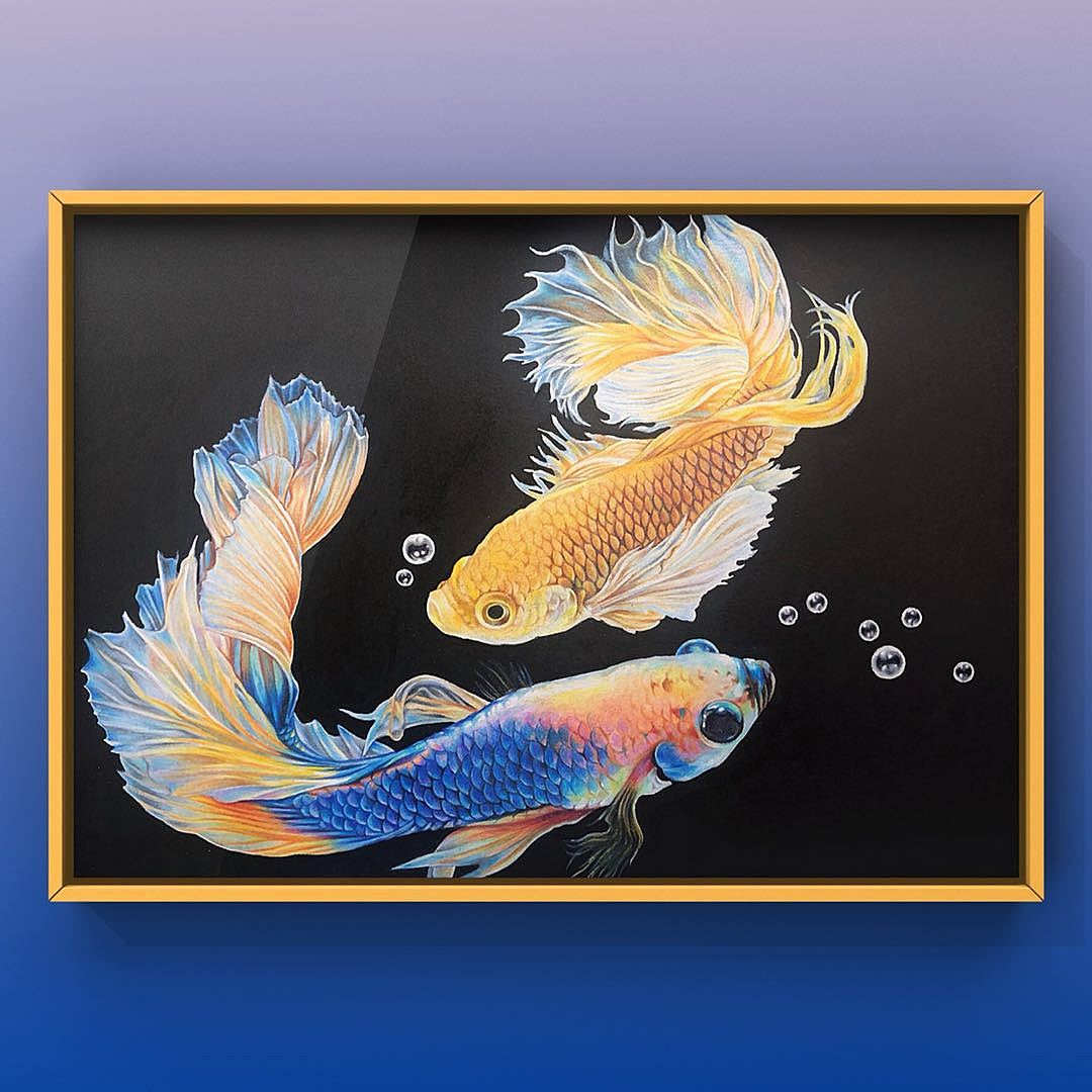 彩铅作品—斗鱼