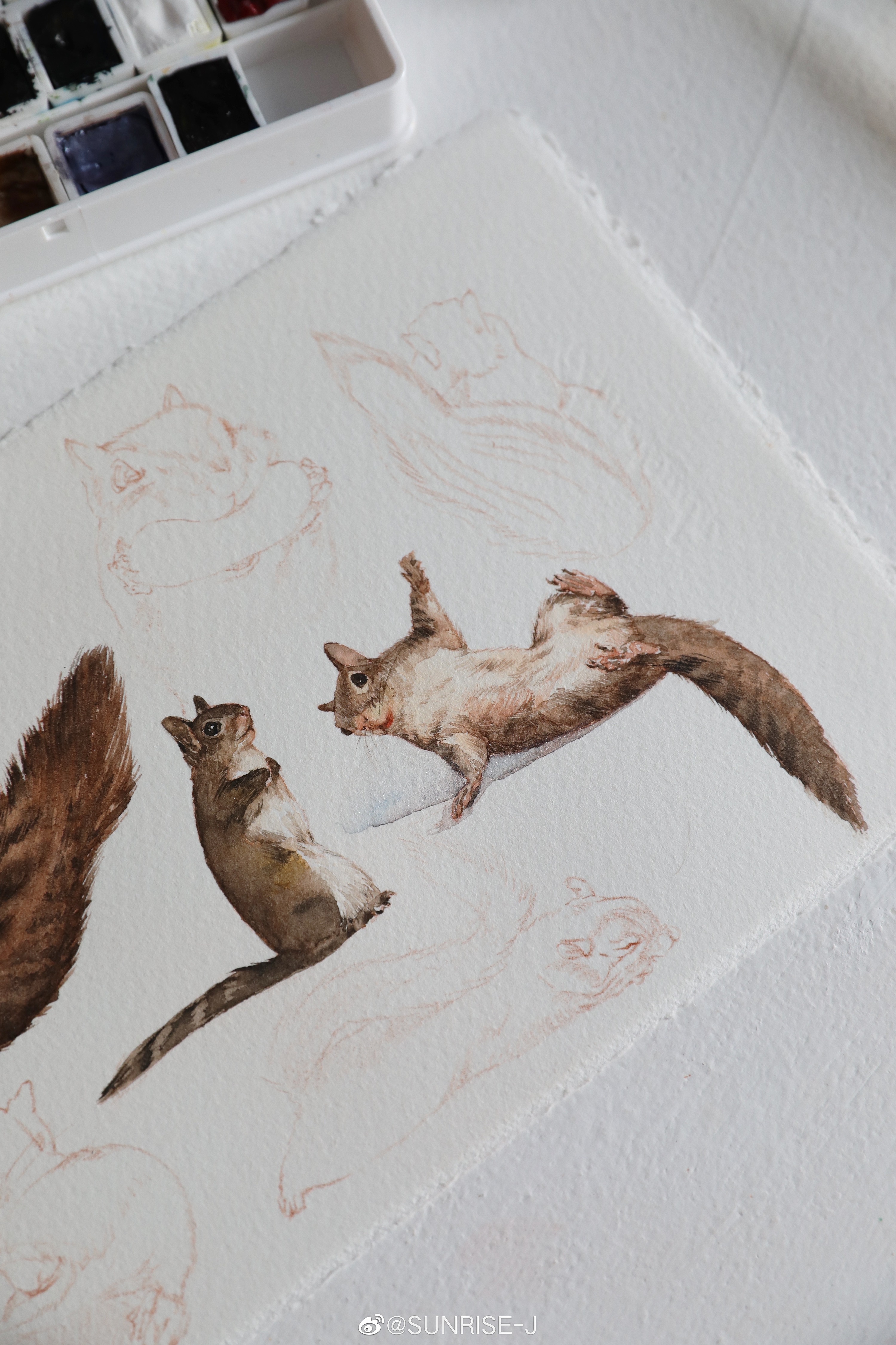 水彩 松鼠|插画|商业插画|文静手绘 - 原创作品 - 站酷 (zcool)