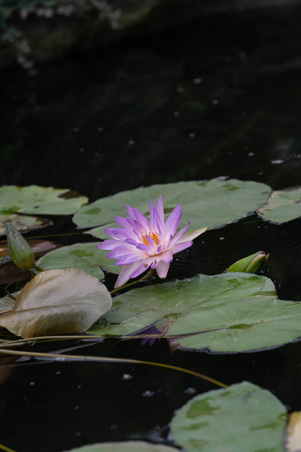 睡莲|摄影|风光摄影|诗说江南 - 原创作品 - 站酷 (zcool)