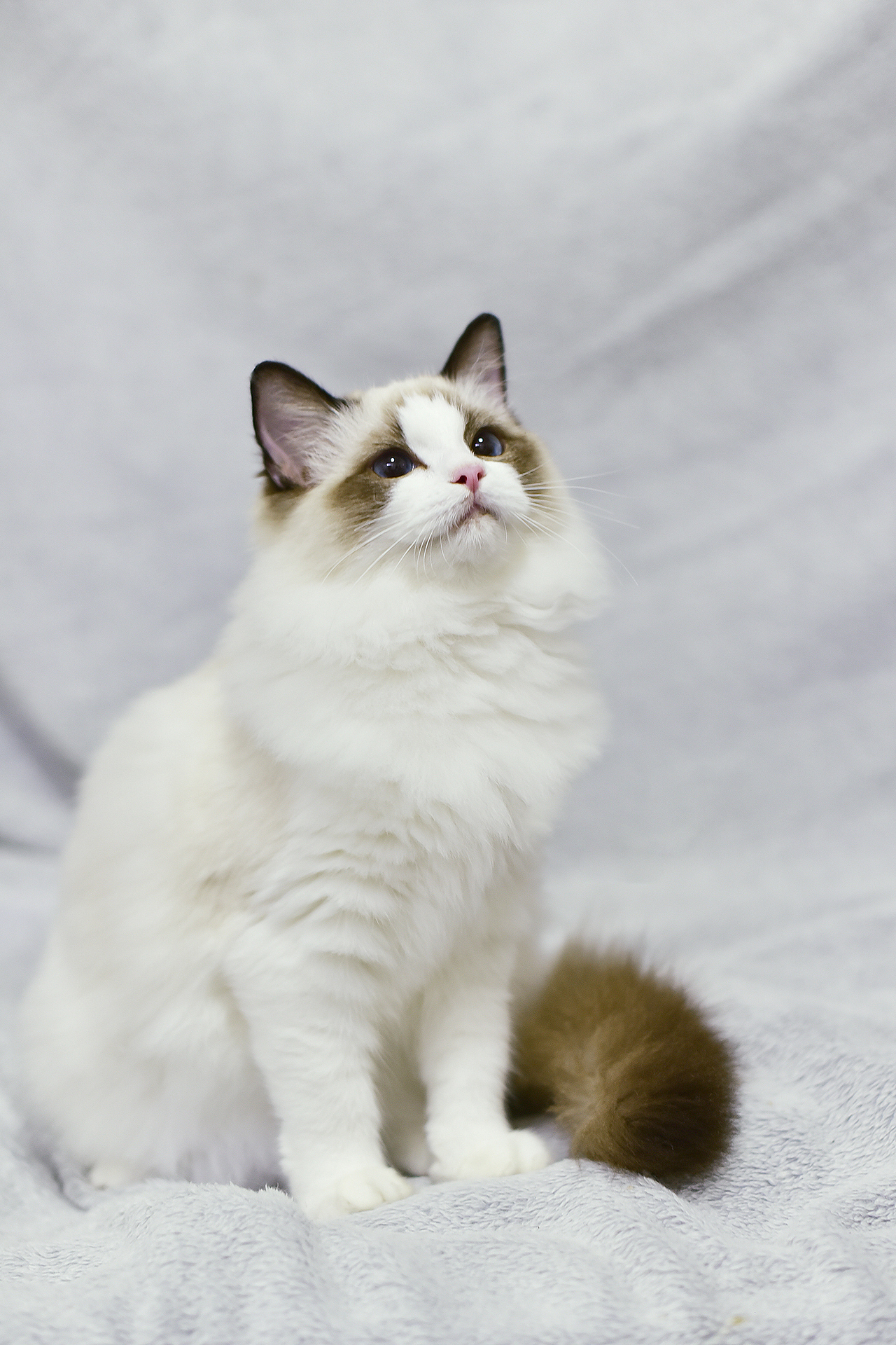 布偶猫-leah|摄影|宠物摄影|一猫爪拍死你_原创作品-站酷zcool