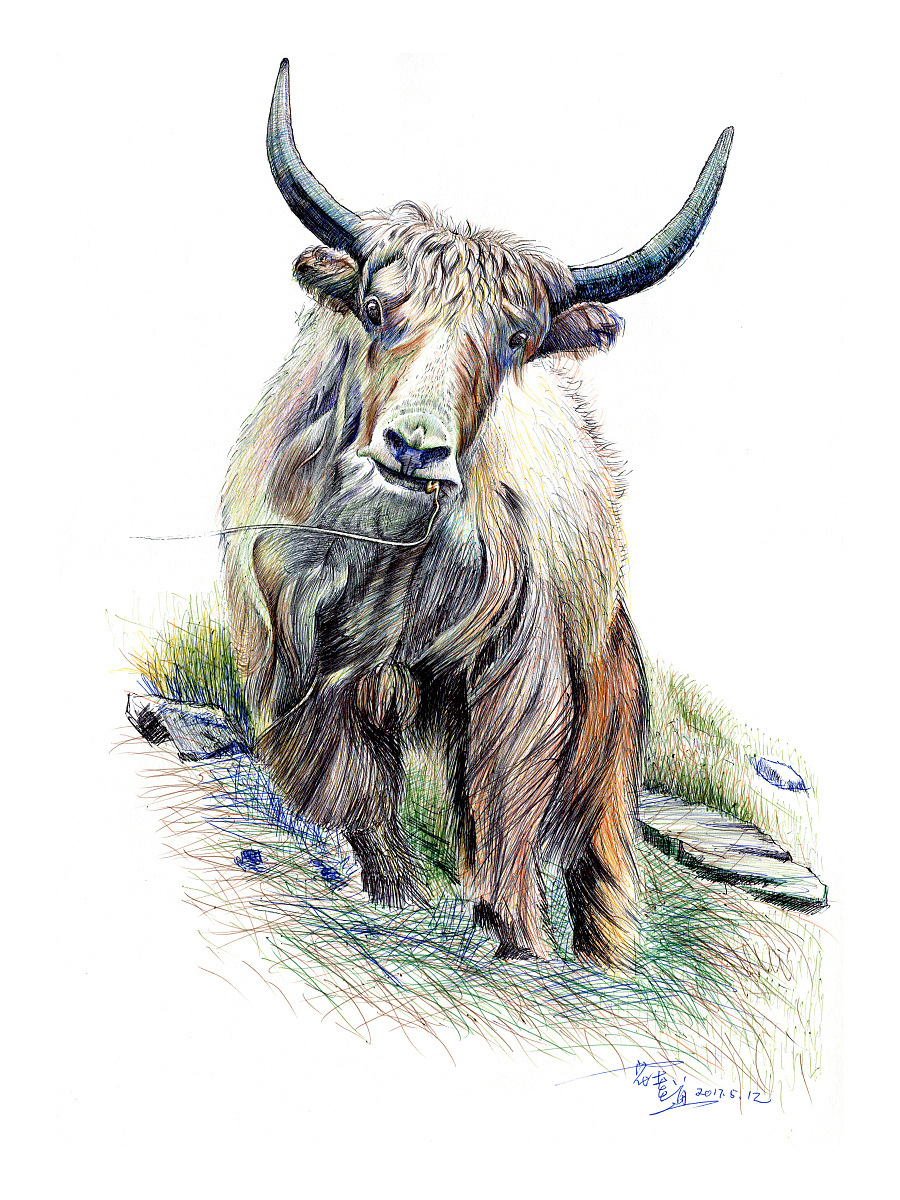 藏式野牦牛画图片