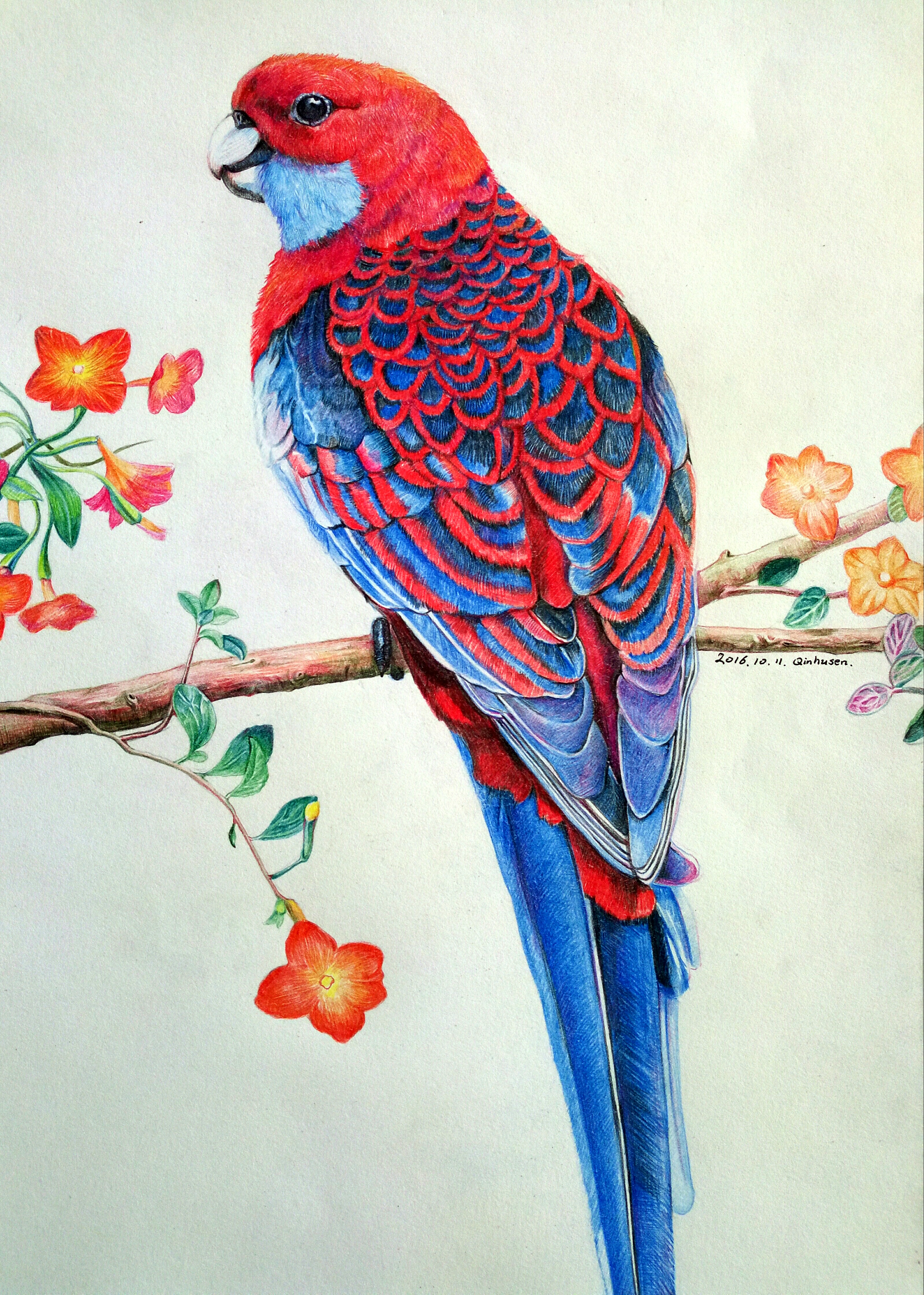 鸟类彩铅画简单图片