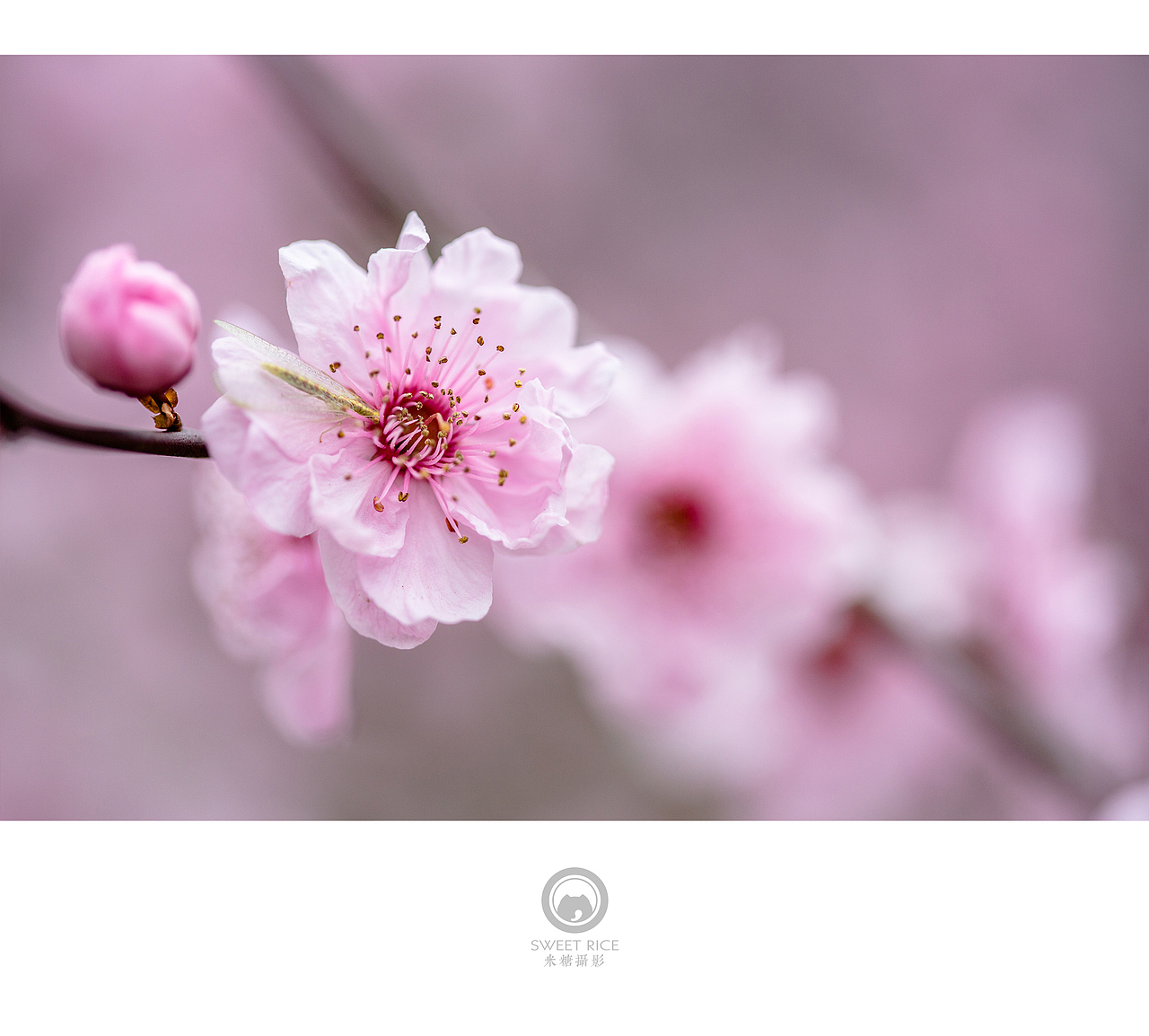 青雨嗅春（图ZNDQwOTU0Mjg=） - 风光摄影 - 站酷设计师挂糖原创素材 - 站酷ZCOOL