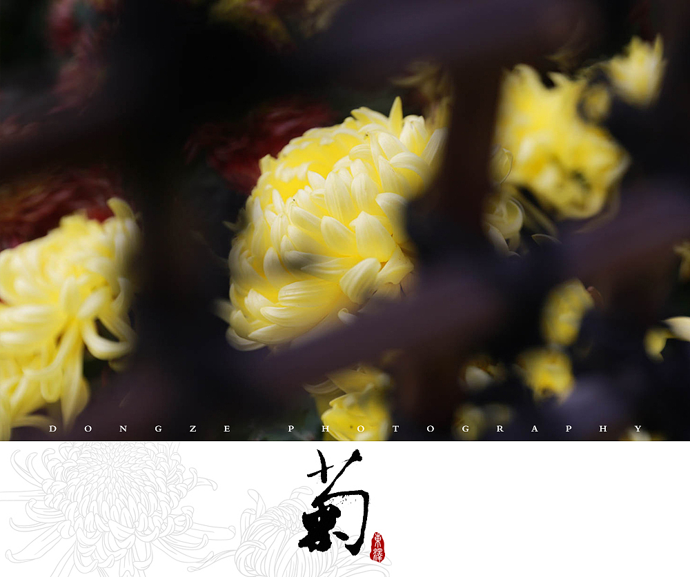 【東泽视觉】福建省第五届菊花展以及莆田市第七届盆景展