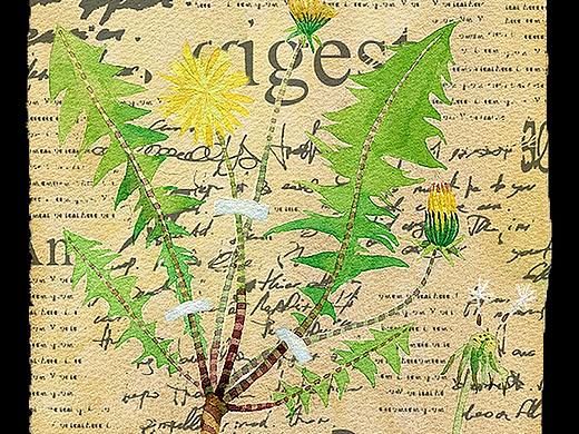 那些春天里的小野菜~（個(gè)人主頁(yè)-ZNTE3MDE4MTY=） - 藝術(shù)插畫 - 站酷設(shè)計(jì)師楊梨兒原創(chuàng)素材 - 站酷ZCOOL