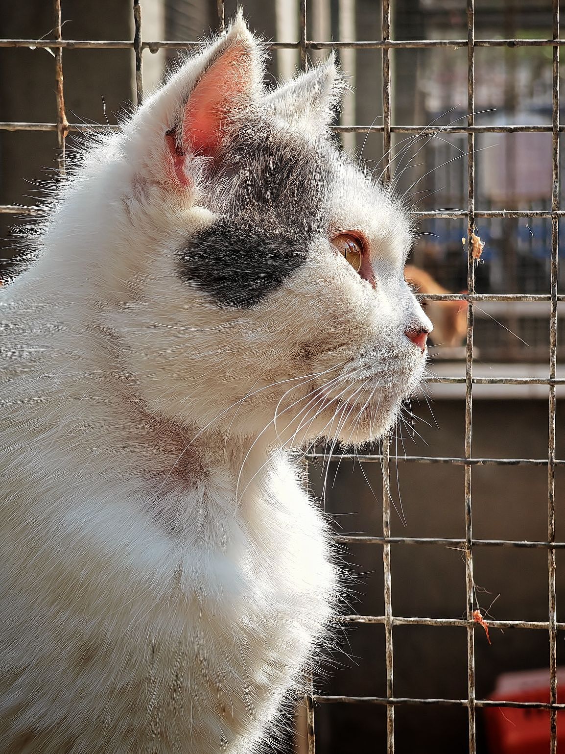 眼里有光 心中有爱（图ZMzM2MjU1OTU2） - 宠物摄影 - 站酷设计师大鹏映象原创素材 - 站酷ZCOOL