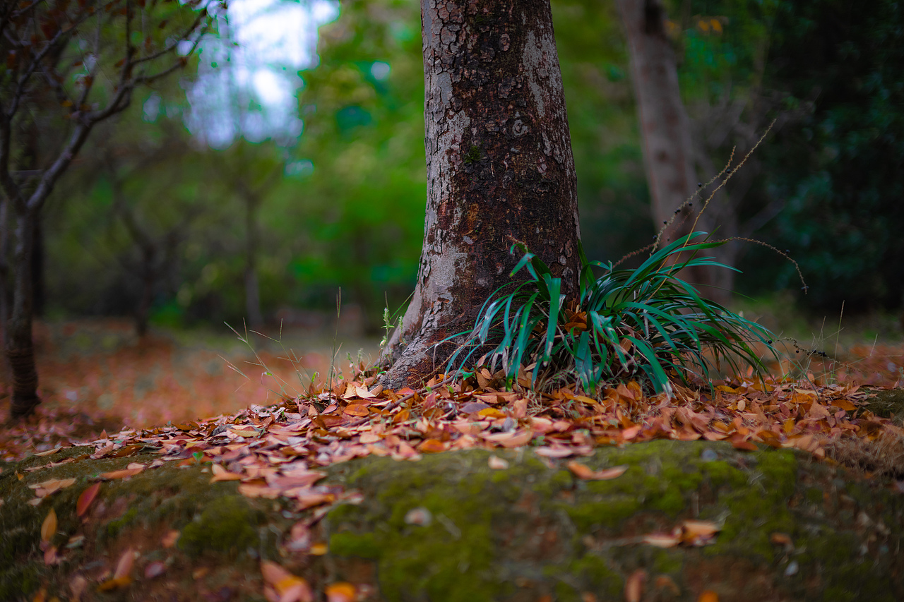 南京 零碎照片（图ZMTg1MDUwNDg0） - 人文/纪实摄影 - 站酷设计师JingPacify原创素材 - 站酷ZCOOL