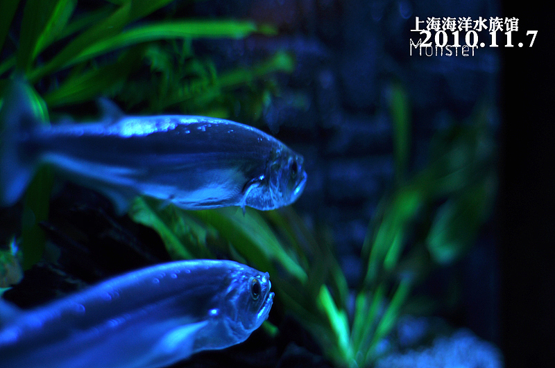 上海海洋水族馆（图ZMzQ1MTMwOA==） - 人文/纪实摄影 - 站酷设计师pchmonster原创素材 - 站酷ZCOOL