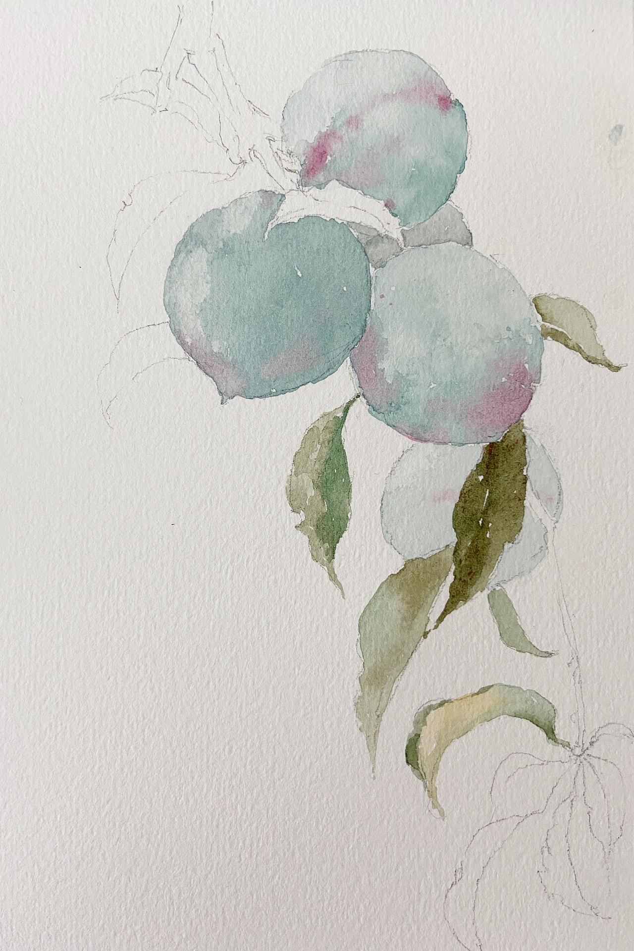 水彩手繪桃子（圖ZMjE4Njc0Mzc2） - 繪畫(huà) - 站酷設(shè)計(jì)師劉夢(mèng)水彩原創(chuàng)素材 - 站酷ZCOOL