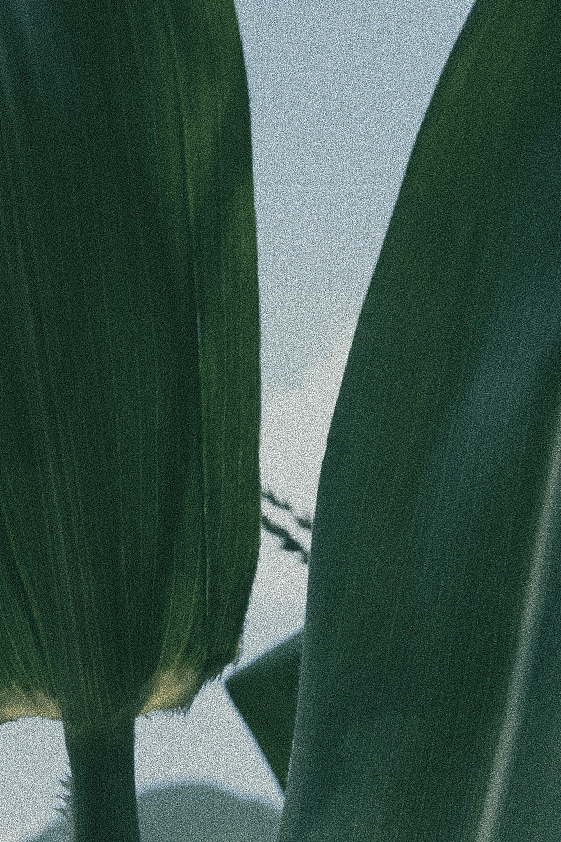 夏天 乡下的一些绿（图ZMzEwOTYwNDMy） - 风光摄影 - 站酷设计师Rihiyo原创素材 - 站酷ZCOOL