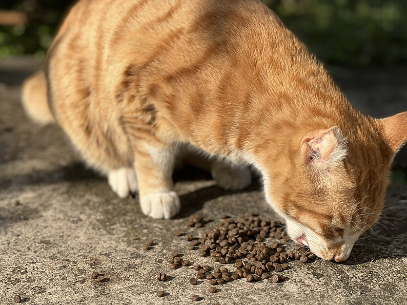 摄影作品（图ZMzY0NzM3Mzg0） - 宠物摄影 - 站酷设计师丝易露原创素材 - 站酷ZCOOL