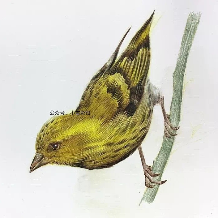 彩铅画一只黄色的麻雀步骤分享