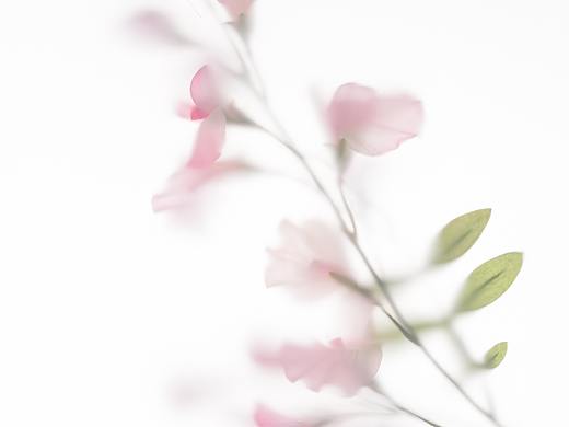花卉