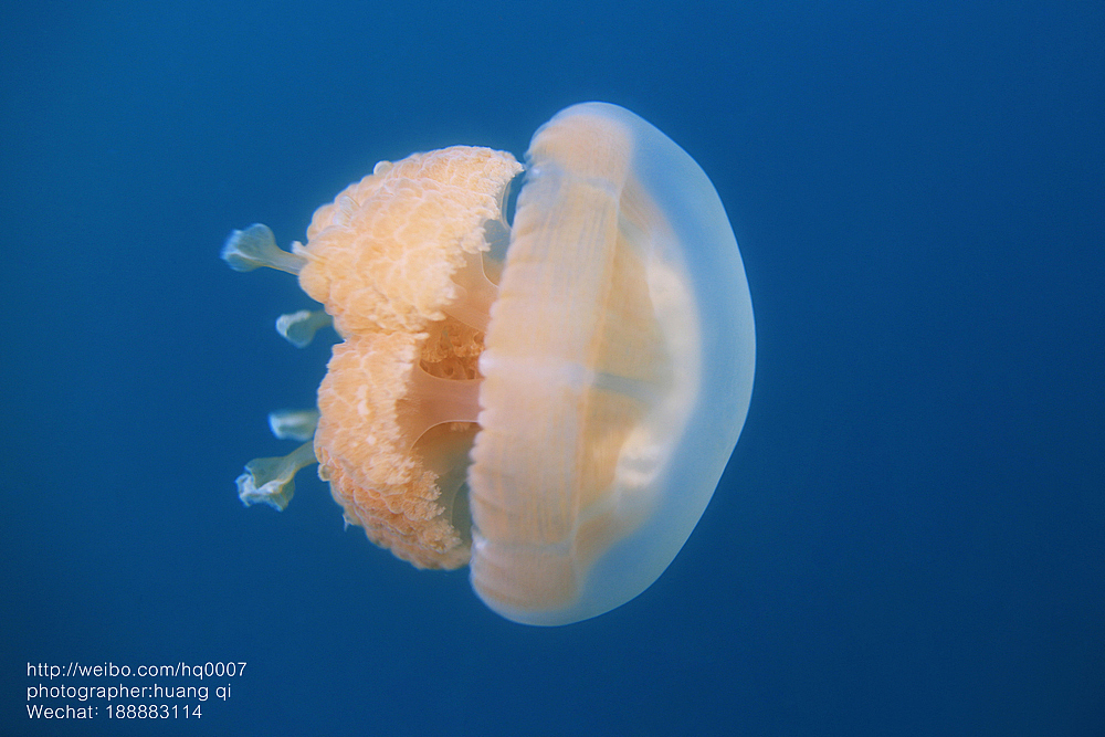 水下摄影（图ZNDUxNTY3Mjg=） - 人像摄影 - 站酷设计师摄影师黄棋原创素材 - 站酷ZCOOL