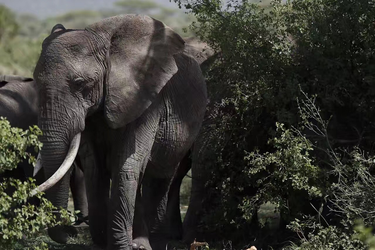 塞伦盖蒂草原（图ZODIzNTMyNjQ=） - 宠物摄影 - 站酷设计师houweike原创素材 - 站酷ZCOOL