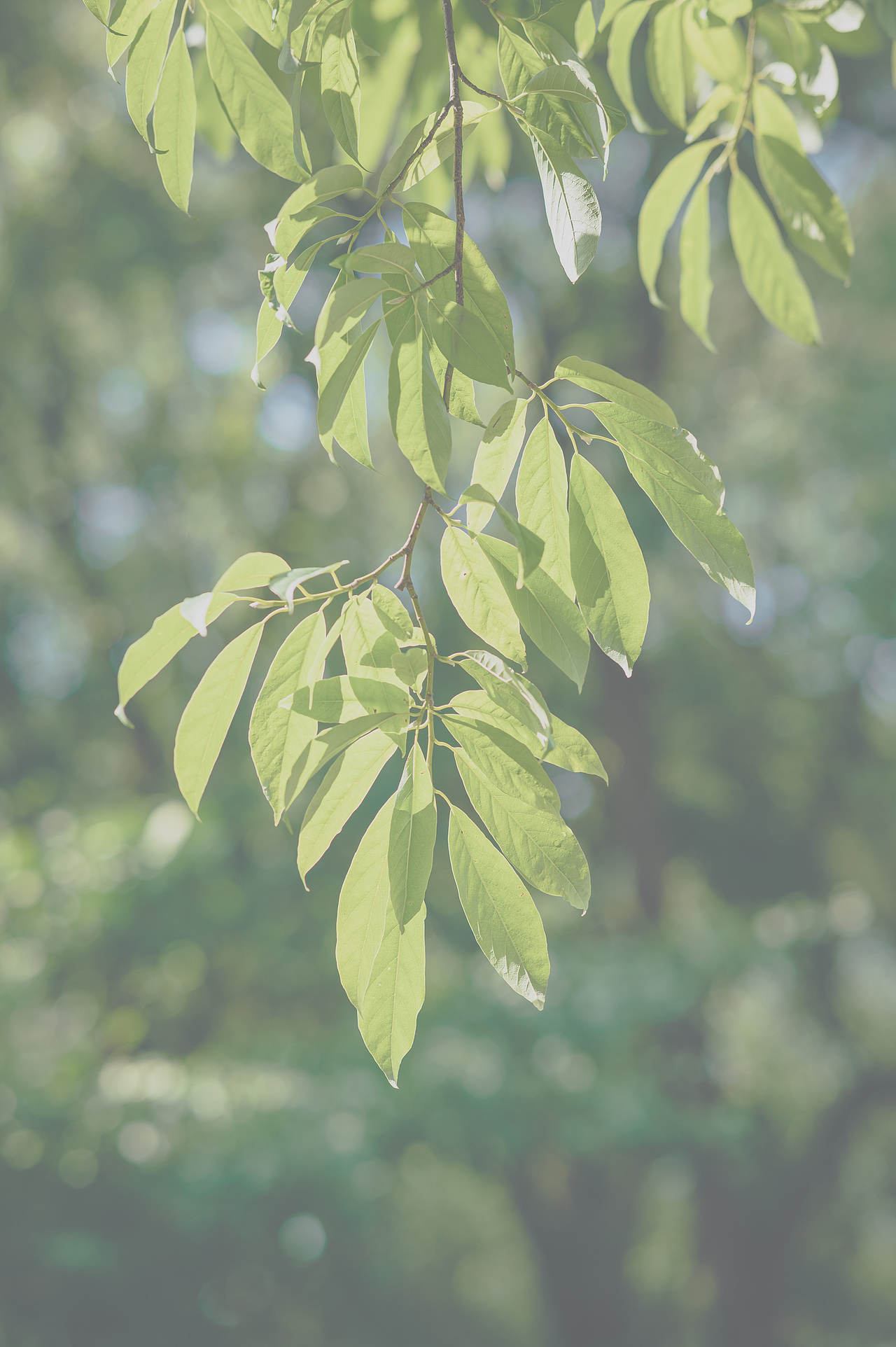 七里山塘街随拍（图ZMzA5ODk2Mzg4） - 风光摄影 - 站酷设计师摄影师禧龙猫原创素材 - 站酷ZCOOL