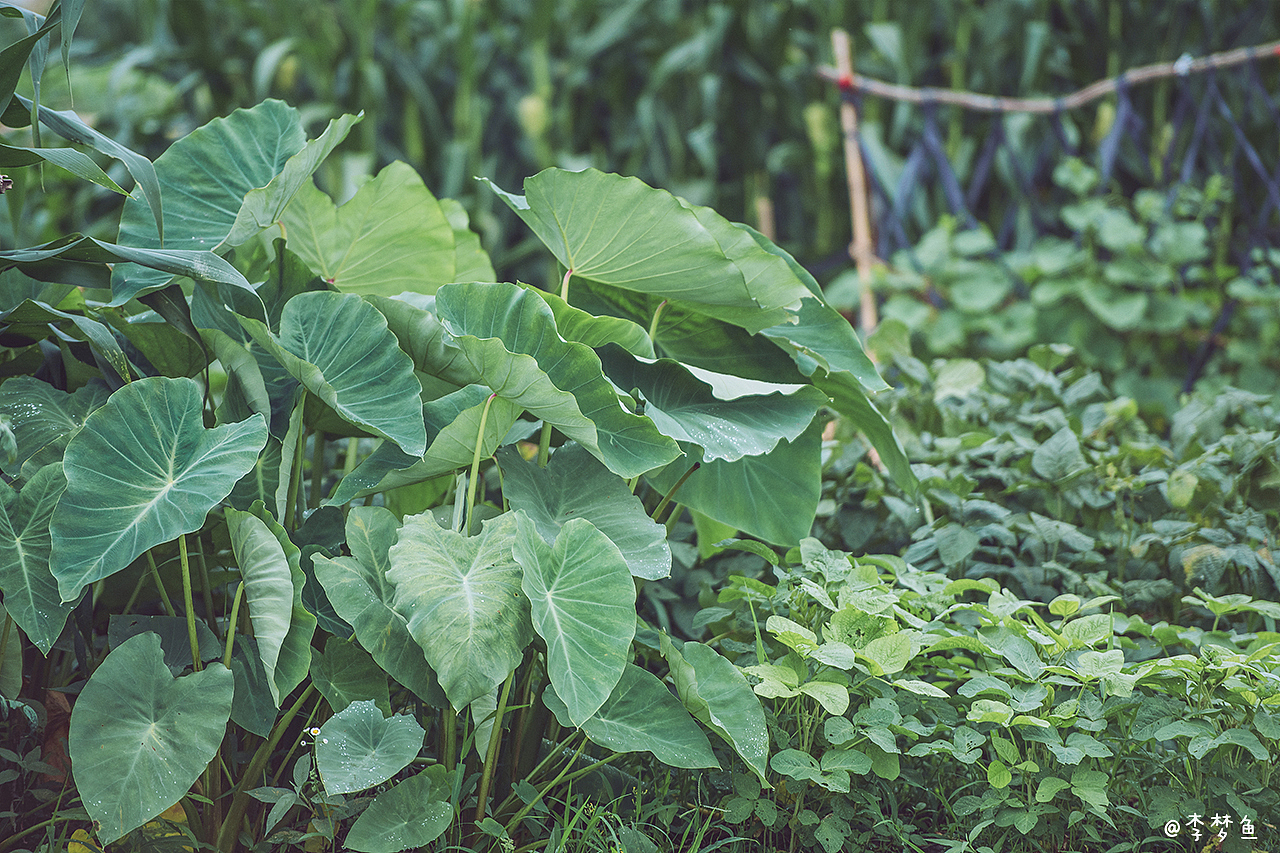 李梦鱼的夏天～2020（图ZMjIyMjM0NTY4） - 人像摄影 - 站酷设计师腰果虾仁原创素材 - 站酷ZCOOL