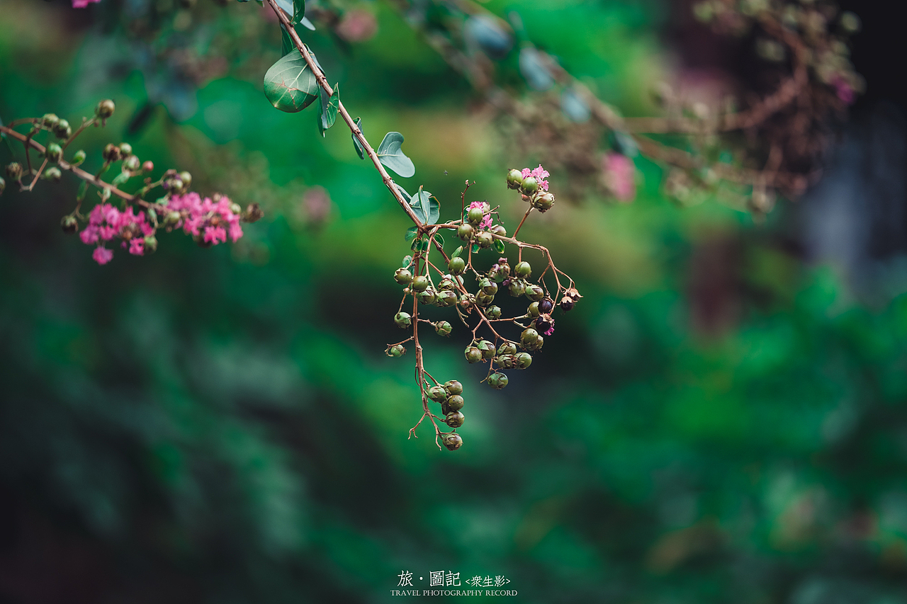 旅·图记[壹]苏州沧浪亭、可园、网师园