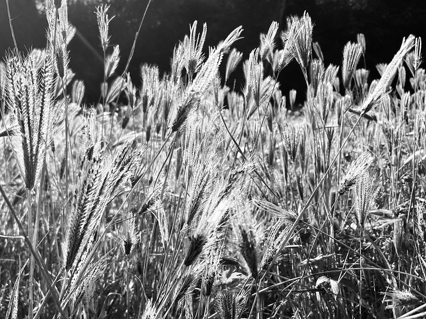 刘勇良黑白摄影:生命