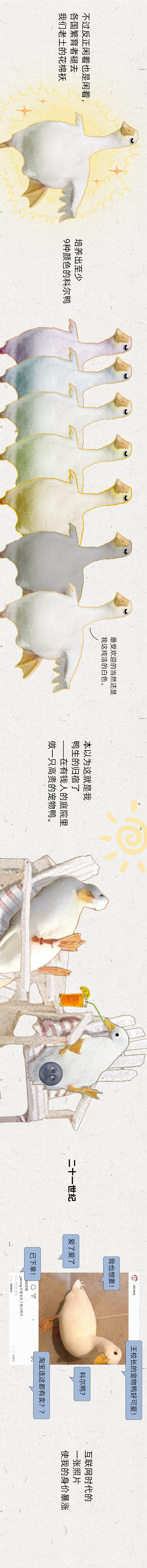 《科尔鸭发家史》