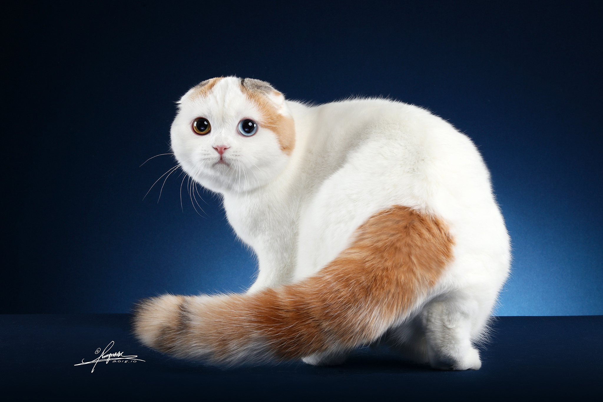 高地折耳猫|摄影|宠物摄影|AMYWORKS赛猫摄影 - 原创作品 - 站酷 (ZCOOL)