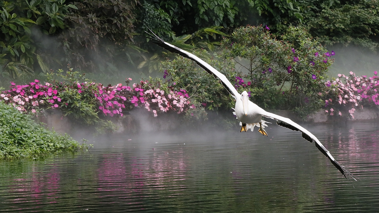 长隆飞鸟乐园-动物趣闻（图ZMjQ5NTU5NTk2） - 其他摄影 - 站酷设计师飞天猪猫原创素材 - 站酷ZCOOL